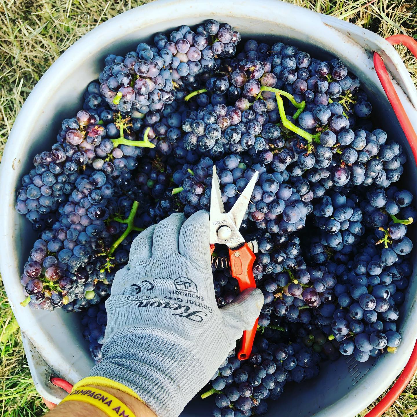 A hand wearing a glove cuts grapes with shears into a white bucket.