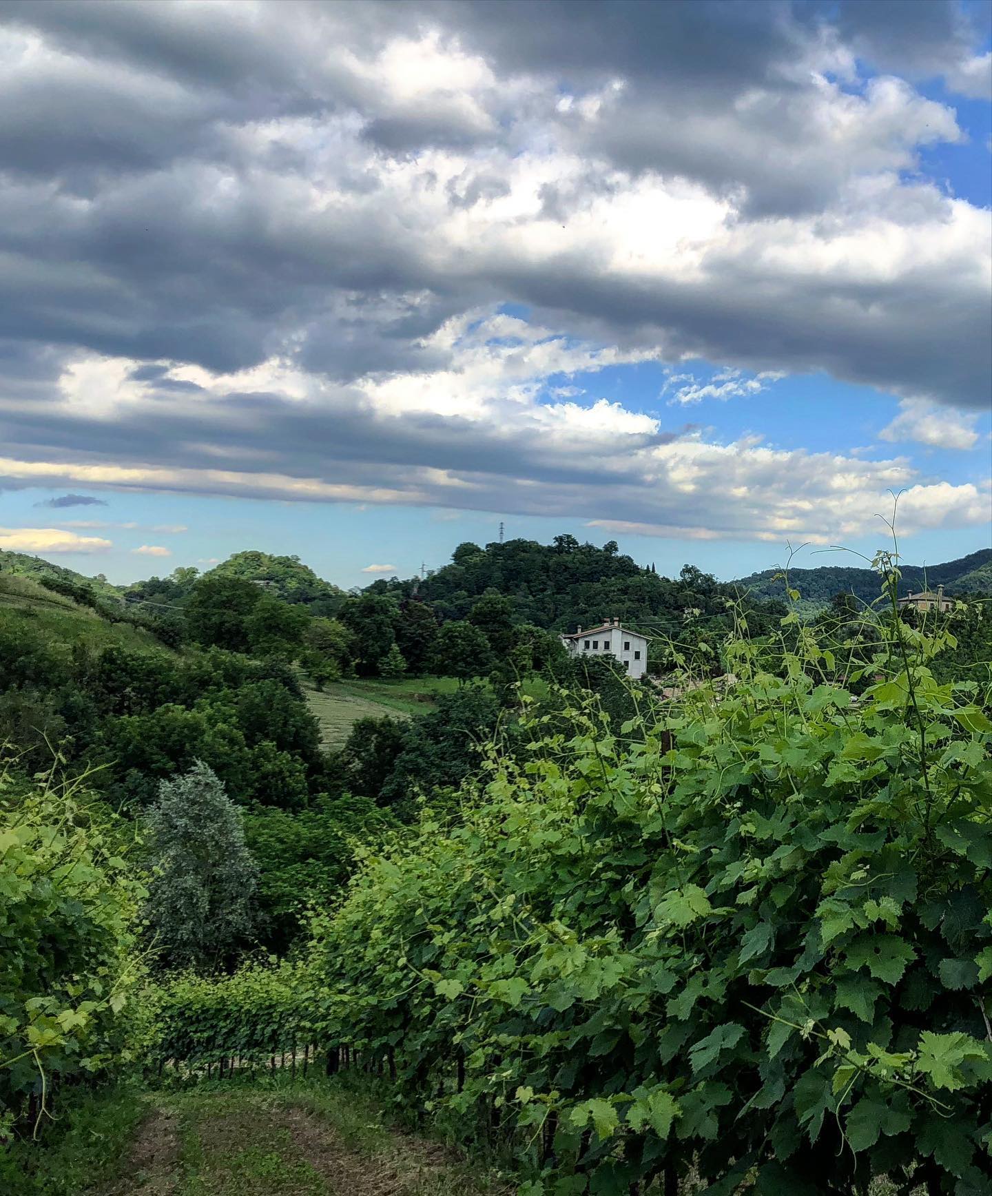 Tenuta Amadio vineyard on a hillside under a cloudy sky. 