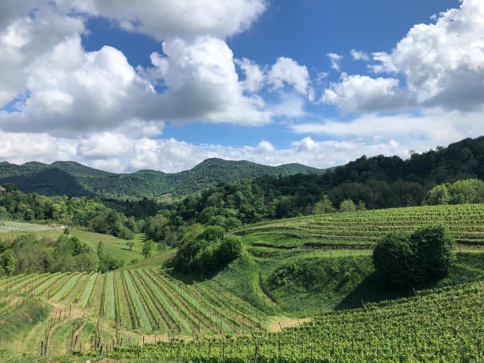 Vineyard on a hillside with rows of green vines, green hills, and a cloudy blue sky.