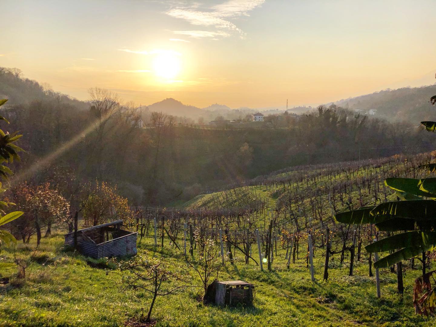 Sunset over a vineyard on a hillside, with bare vines and a small stone structure in the foreground.