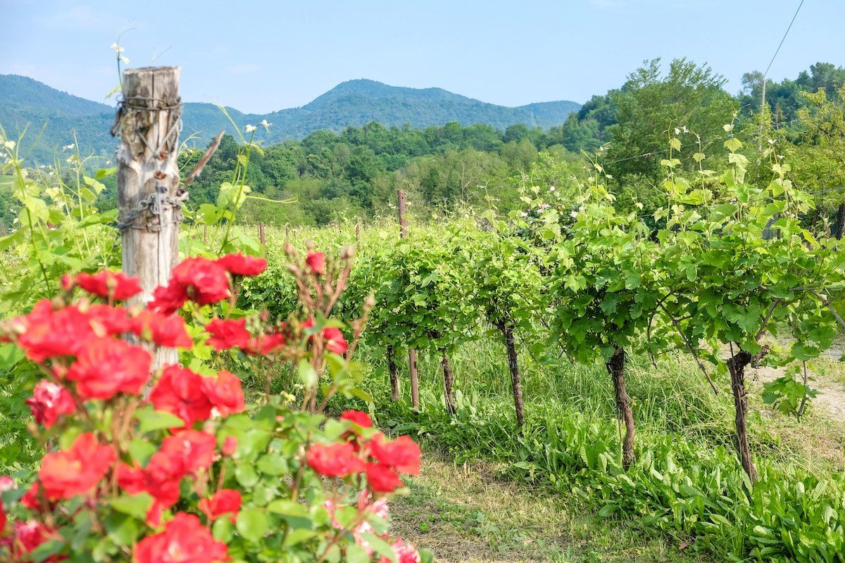 Tenuta Amadio vineyard with grapevines and  red roses in foreground