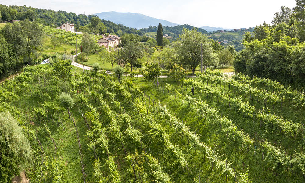 Vineyard on a hillside with rows of green vines, trees, a road, and buildings in the distance.