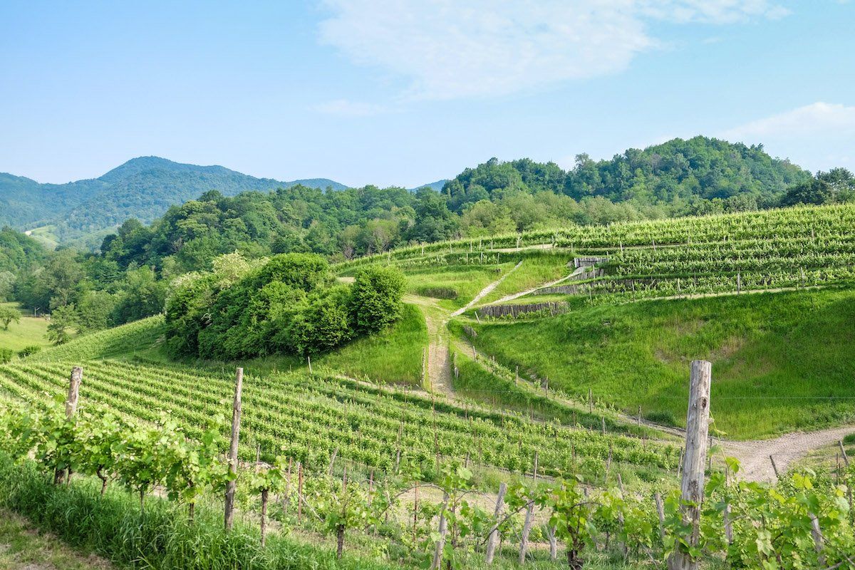Tenuta Amadio vineyard on a hillside with rows of grapevines, green grass, and trees.