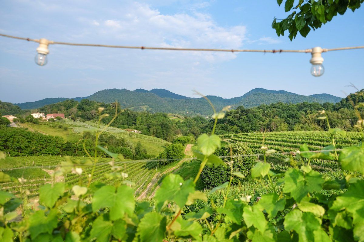 Tenuta Amadio vineyard with mountains