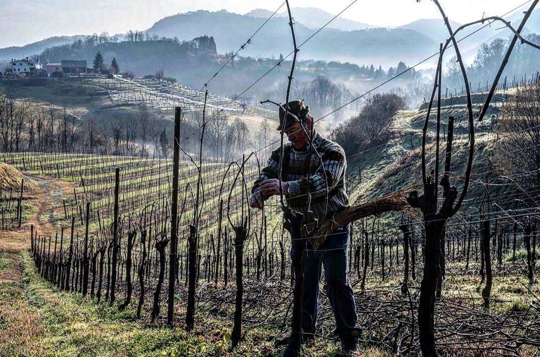 Worker of Tenuta Amadio pruning grapevines in a vineyard on a hillside.