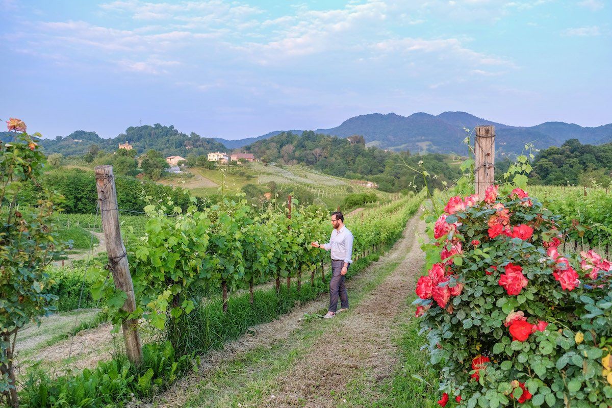 Winemaker of Tenuta Amadio in a vineyard, inspecting plants.