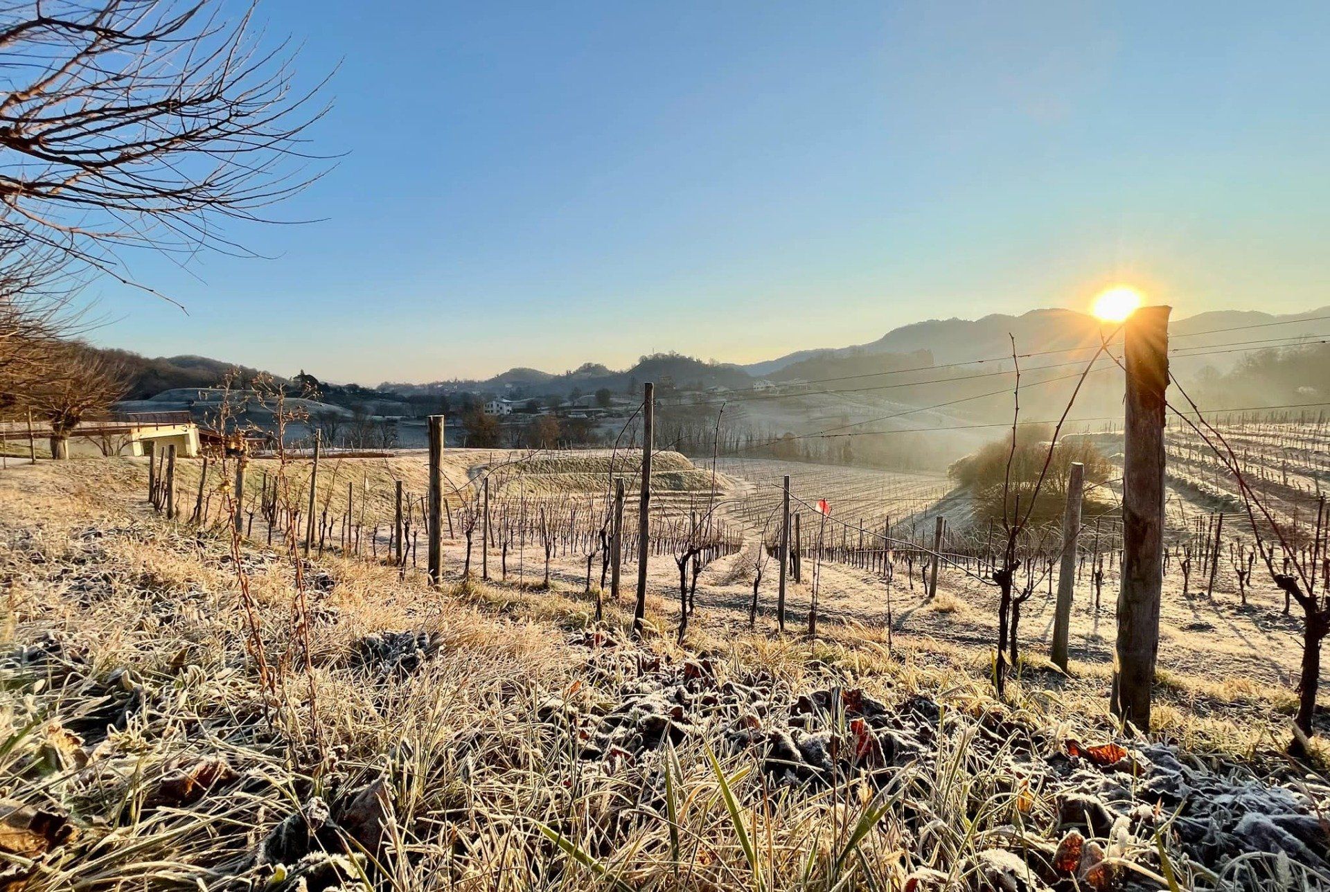 Sun rising over a vineyard on a frosty morning, with bare vines and hills in the background.