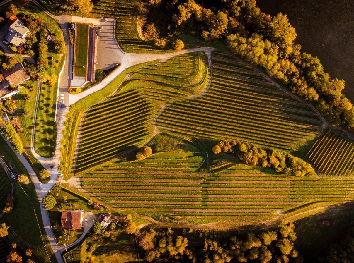 Aerial view of a Tenuta Amadio vineyard with rows of grapevines,near buildings and trees.