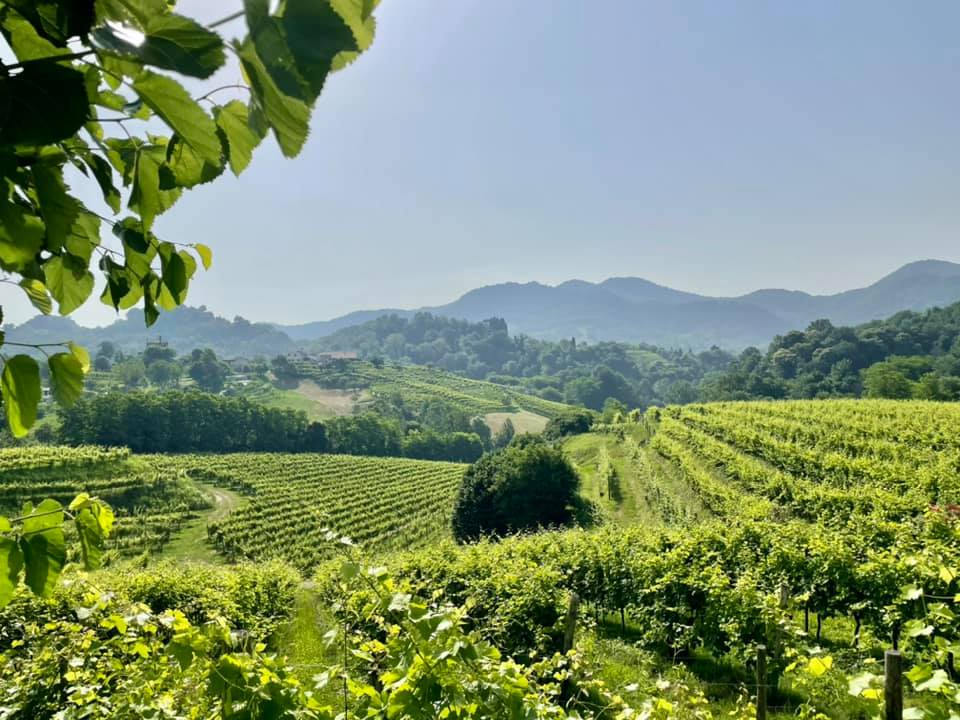 Vineyard with rows of green grape vines, rolling hills, and mountains..