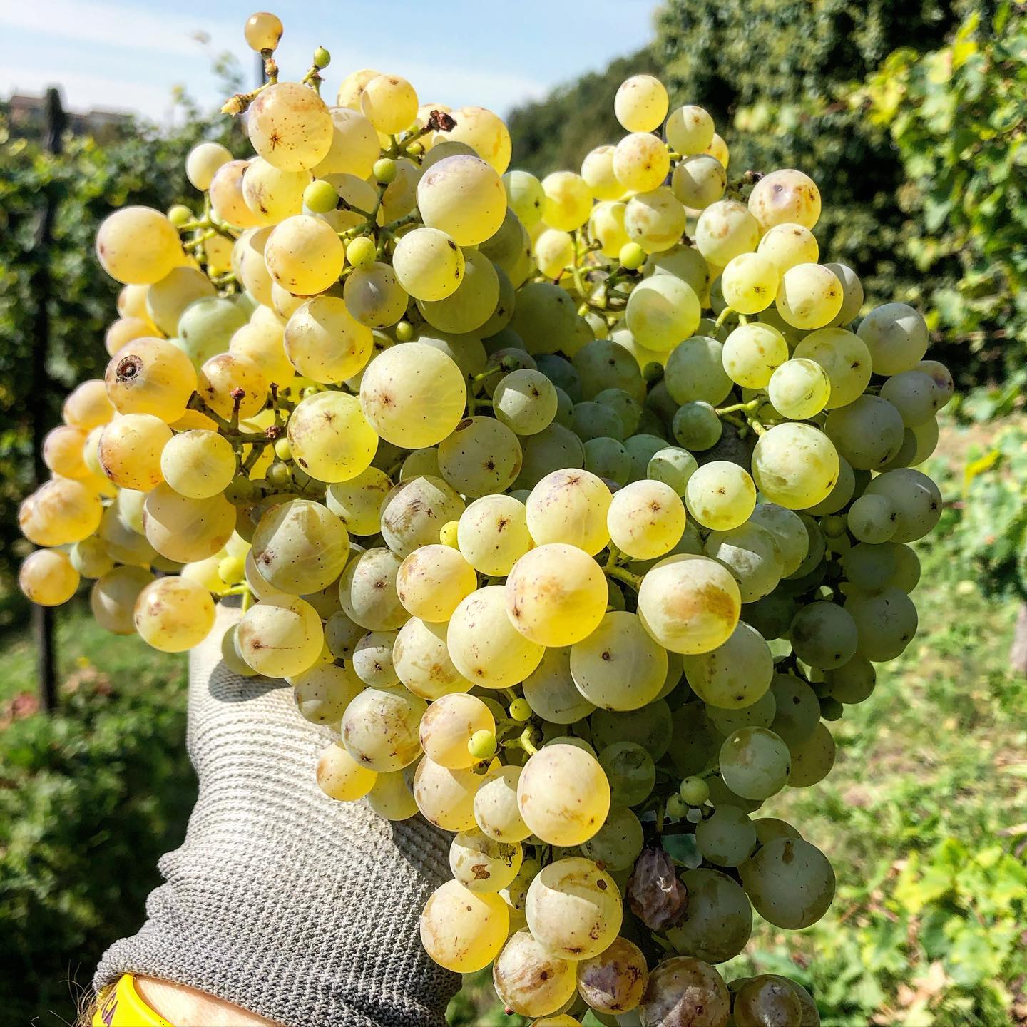 Hand holding a large cluster of ripe, pale green grapes in a vineyard.