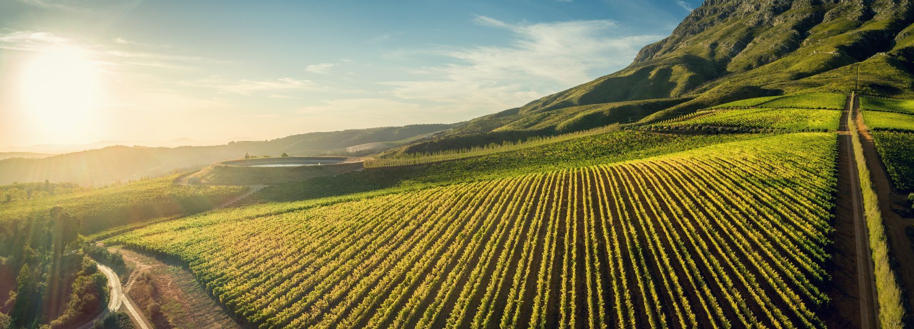 Rows of green crops on a hill,at Tokara vineyards.