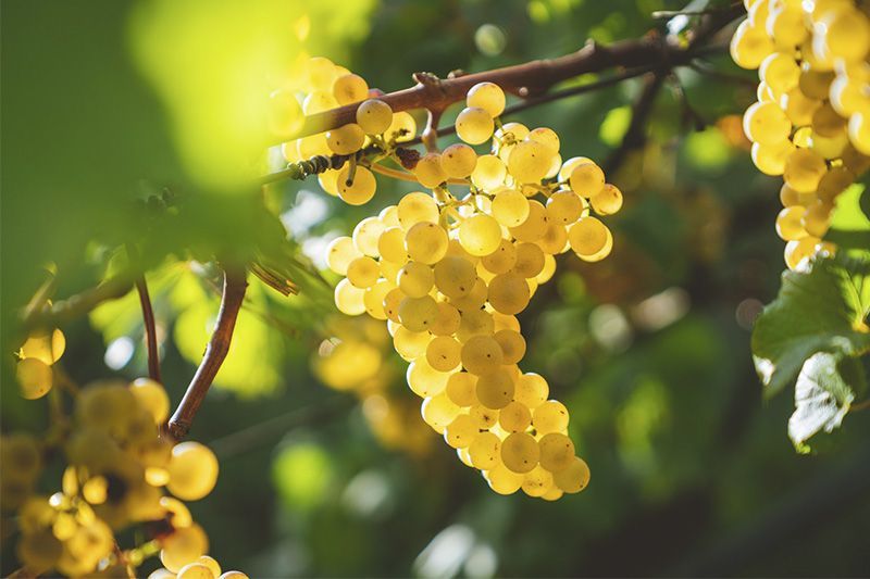 Image of white grapes with sun backlight Image of white grapes with sun backlight