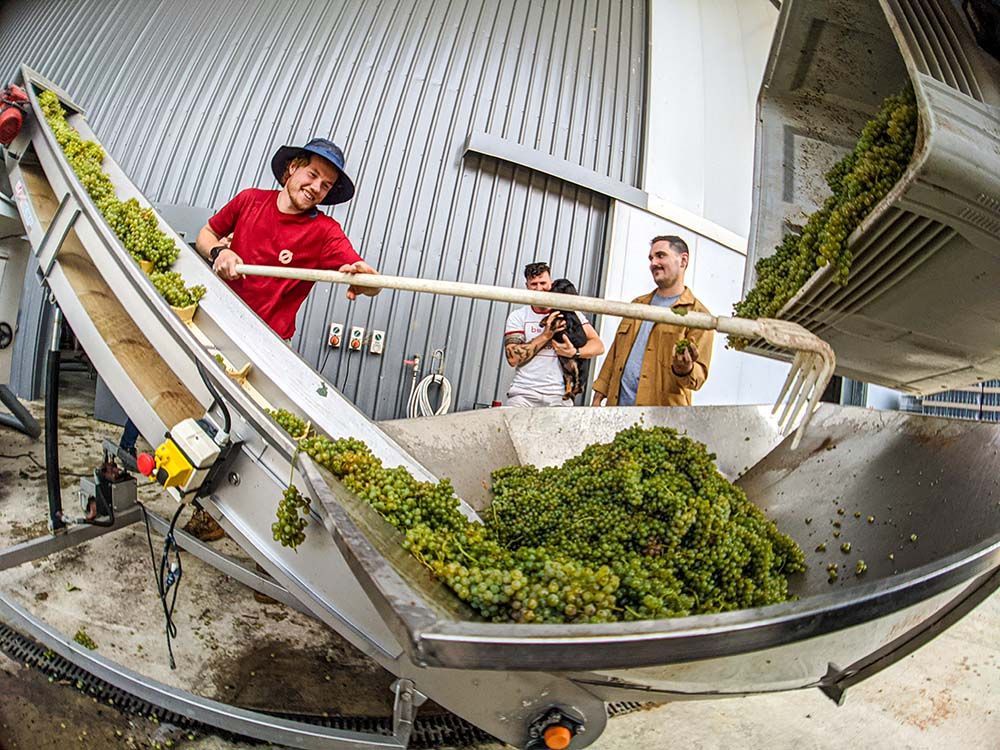 Harvested grapes on a conveyor inside a winery, with people working nearby at Unico Zelo.
