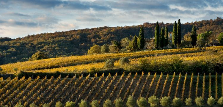 Cypress-lined avenue at Venturini Baldini, reflecting the estate’s historic landscape and sustainable vineyard setting
