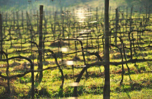 Venturini Baldini vineyard rows in Emilia-Romagna, showing winter pruning and trained vines in early season light.