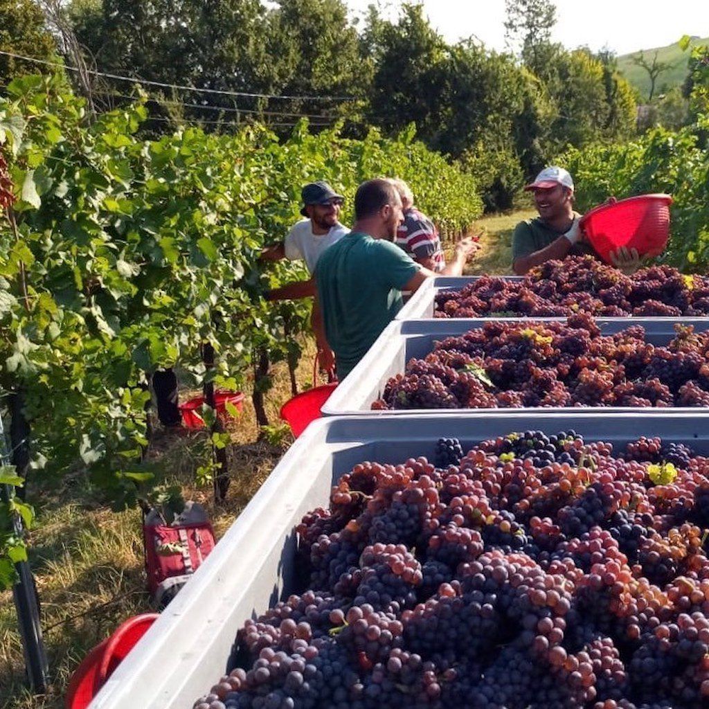 Harvest at Venturini Baldini, with handpicked grapes loaded in crates during vineyard harvest in Emilia-Romagna.