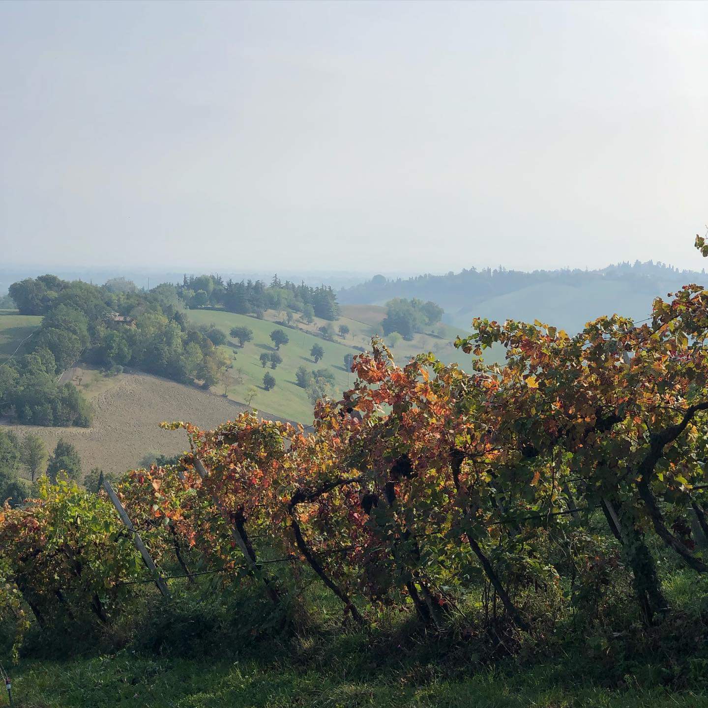 Venturini Baldini vineyard in Emilia-Romagna during autumn, featuring hillside vines and seasonal foliage.