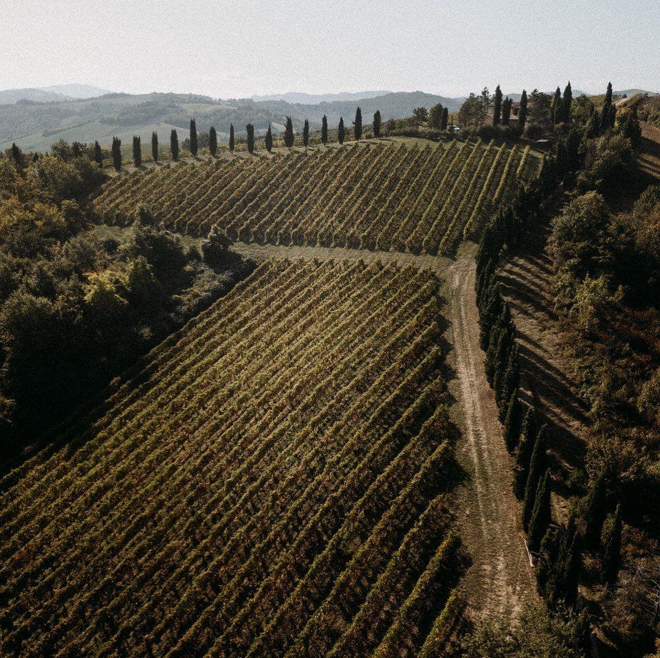 Venturini Baldini vineyard in Emilia-Romagna with hillside vine rows and cypress trees.