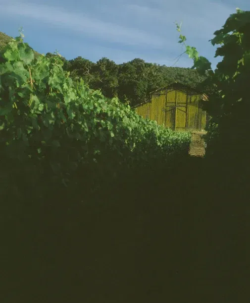 Vineyard with a yellow weathered building nestled amongst the vines, at Sandhi winery.