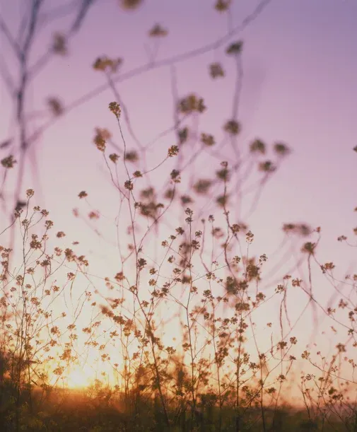 Silhouette of wildflowers against a pastel pink and purple sunset, at Sandhi vineyard