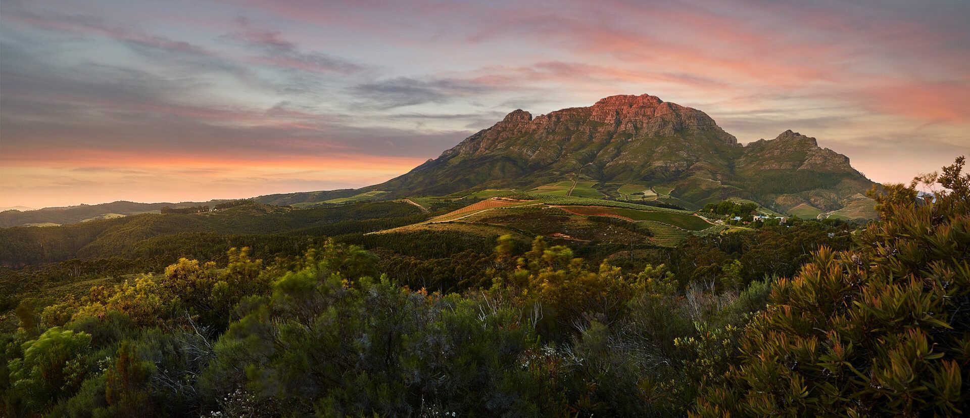 Tokara vineyards set against the Simonsberg mountain landscape
