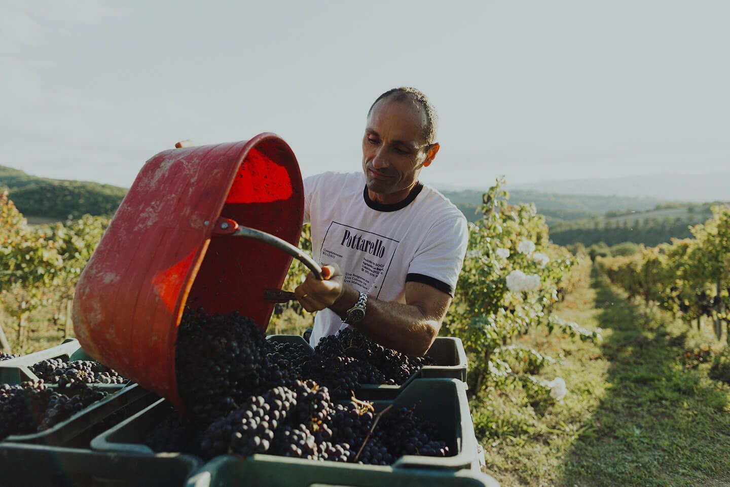 Freshly harvested grapes being transferred into bins at Agri Segretum vineyards.