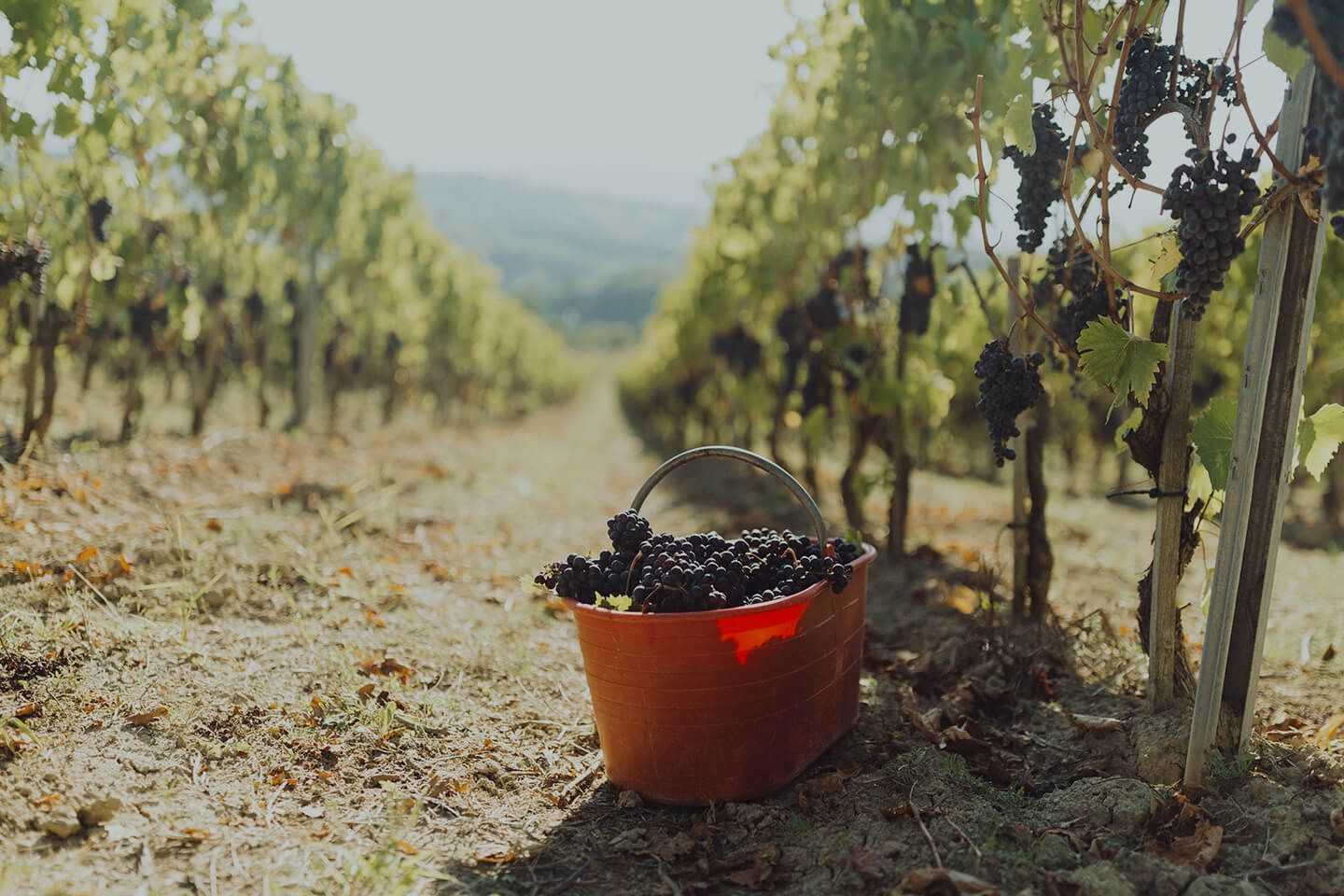 A bucket filled with freshly harvested grapes sits between vine rows at Agri Segretum.