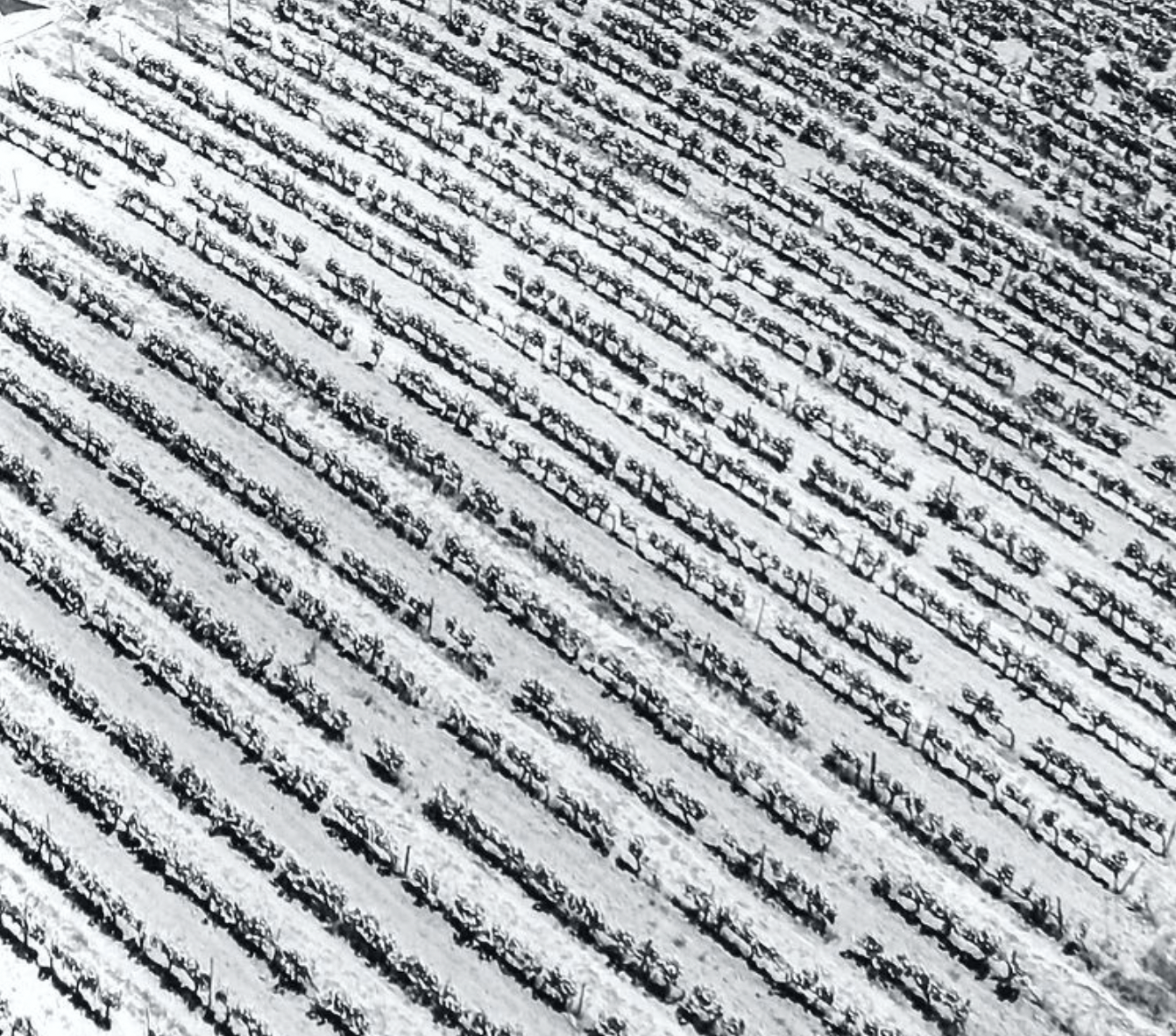 Rows of bare grapevines on a hillside, viewed from above.