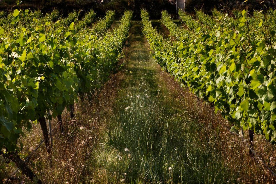 Rows of grape vines in Pago Casa Gran vineyard, with green leaves and a grassy path between the rows.
