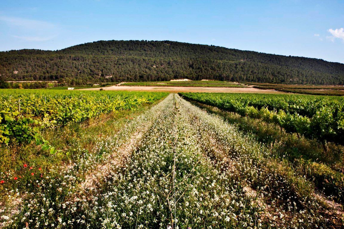 Vineyard rows leading to a treed hill under a blue sky; fields of green and white.