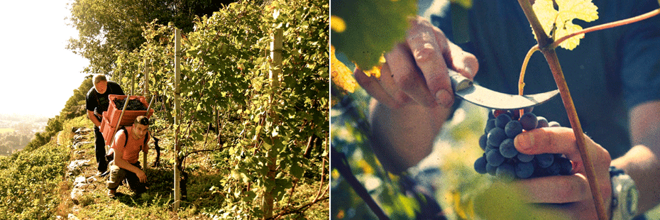 Workers harvesting grapes in a vineyard, cutting bunches with knives.
