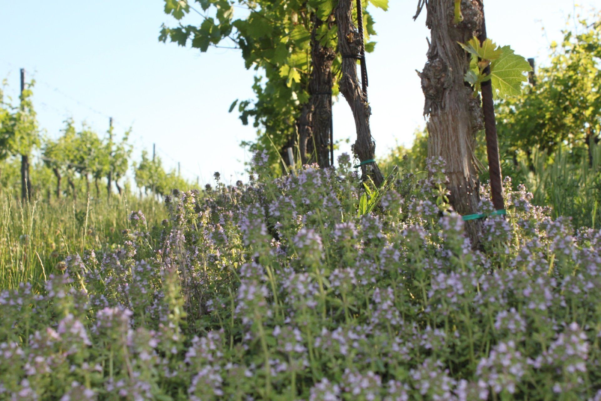 Vineyard rows at Zillinger with flowering plants growing beneath mature grapevines.