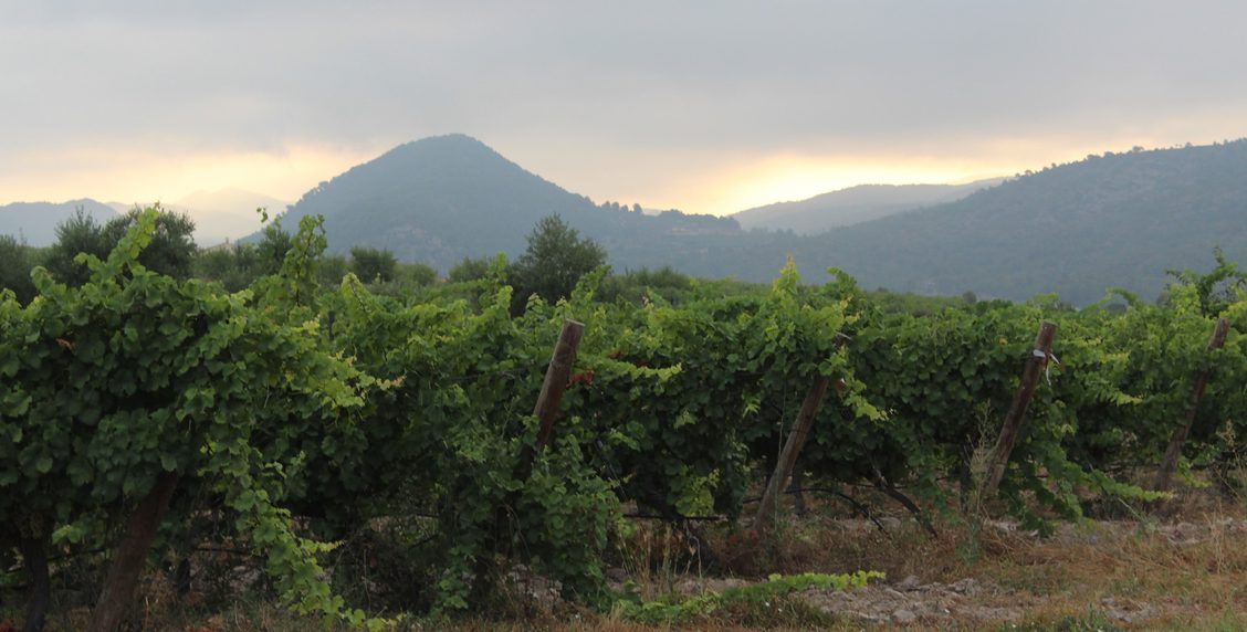 Pago Casa Gran - Vineyards in the Hills Pago Casa Gran - Vineyards in the Hills