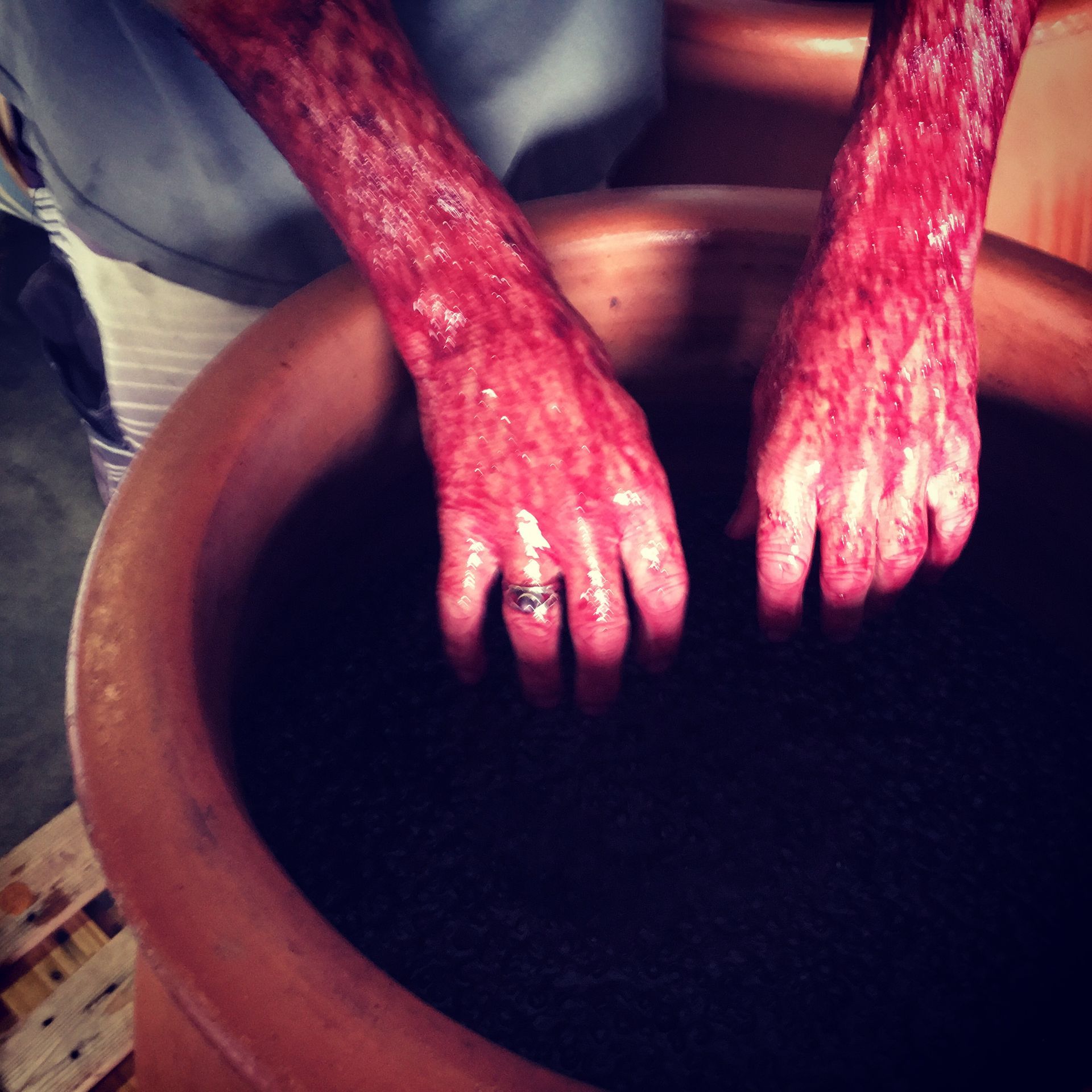Hands stained with red grape must during manual fermentation at Amato Vino.