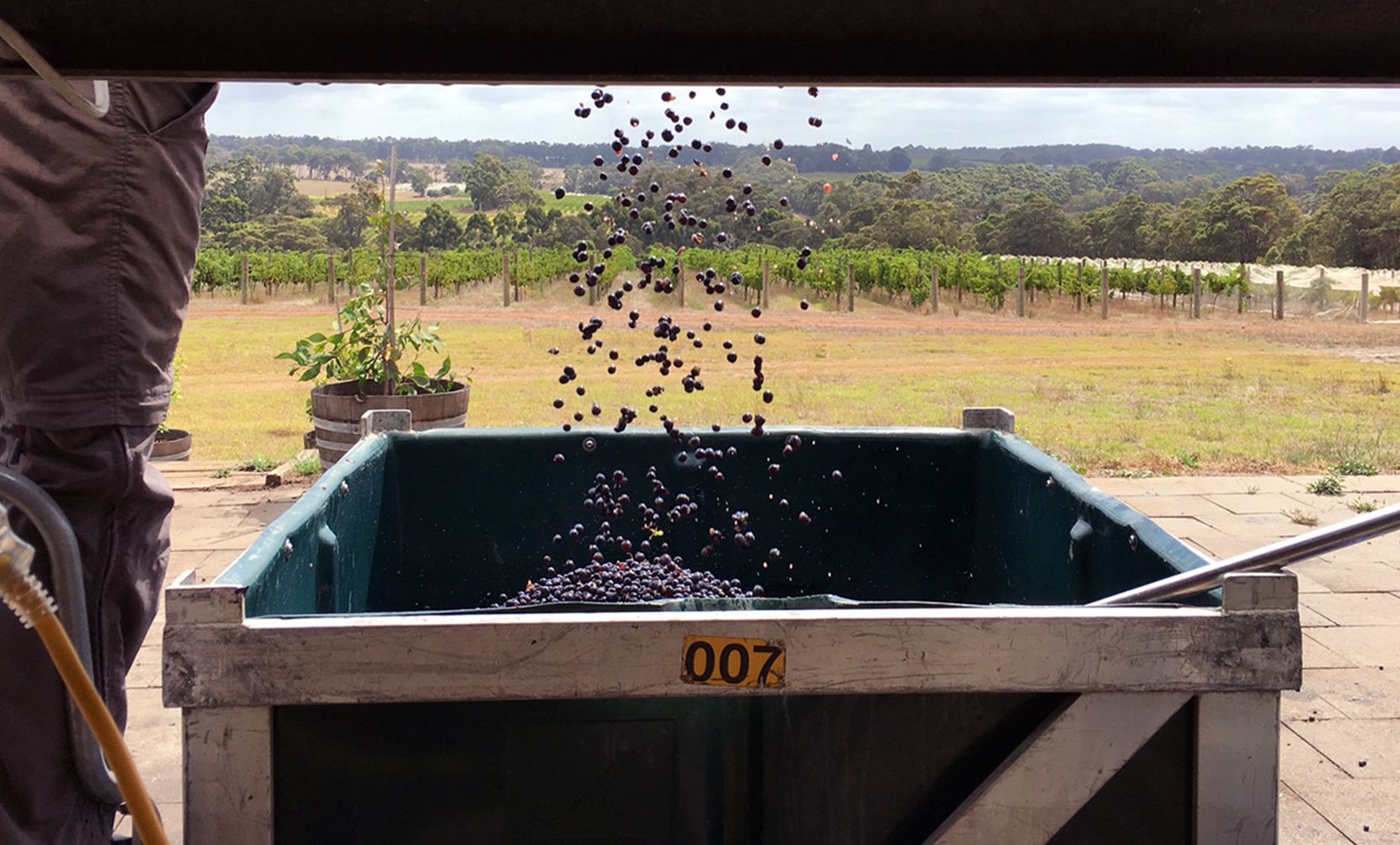 Cabernet Sauvignon grapes falling into a harvest bin at the winery.