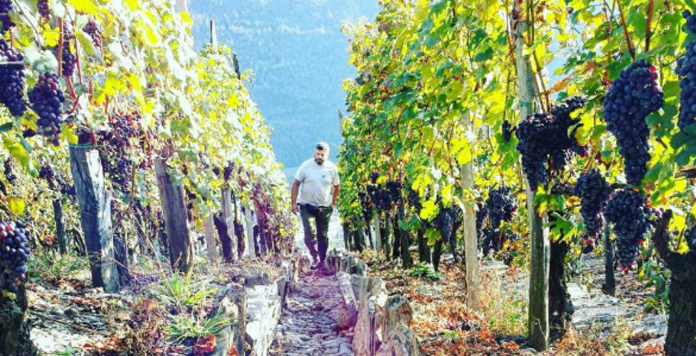 Worker walking through Barbacàn vineyard rows, with dark grapes hanging.