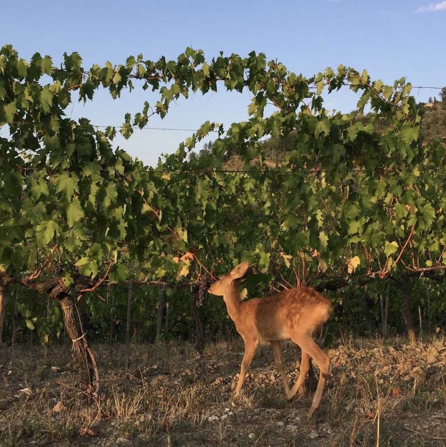 Deer walking beneath grape vines in Casa Raia.