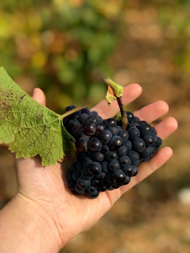 A grape bunch in the palm of a hand A grape bunch in the palm of a hand