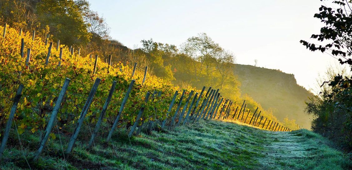 Pithon-Paillé Vineyards at Sunrise Pithon-Paillé Vineyards at Sunrise