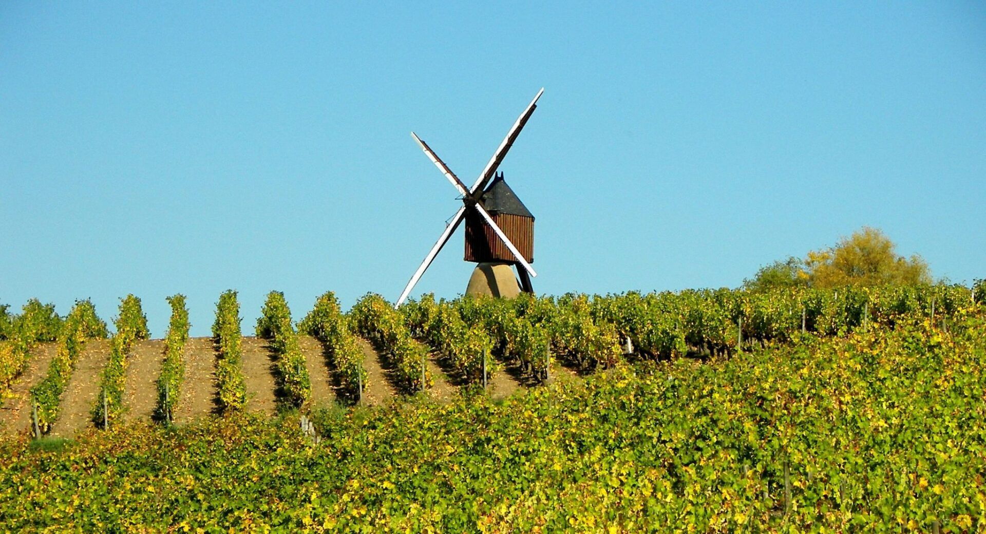 Pithon-Paillé - Windmill in Vineyards Pithon-Paillé - Windmill in Vineyards