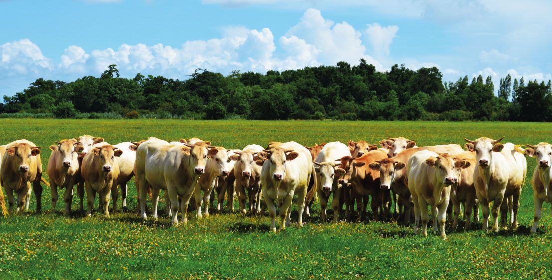 Herd of light brown and tan cows grazing in a green field with a tree line, at Château Saint Hilaire