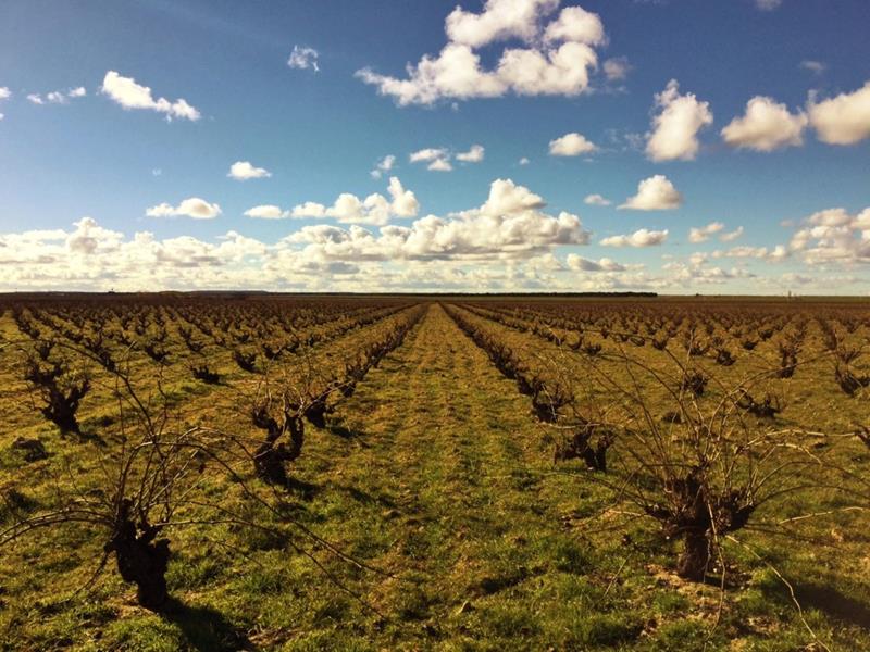 Rows of dormant grape vines in a field, at Maquina y Tabla vineyard.