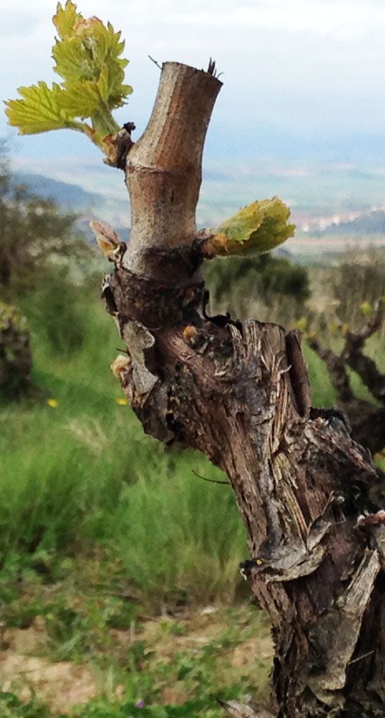 Vine branch with new green leaves sprouting, at Sierra de Toloño