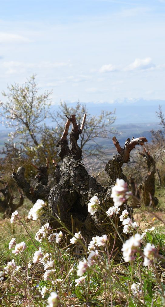 Old, gnarled vine with wispy white flowers in a sunny vineyard, at Sierra de Toloño