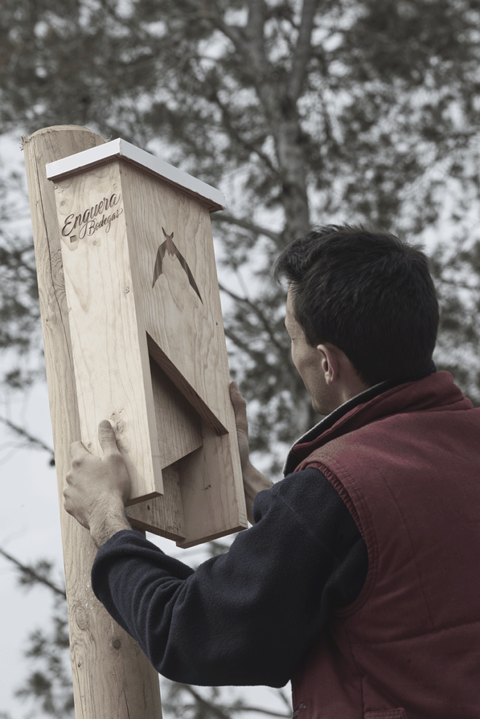 Man attaching a wooden bat house to a pole outdoors, at Bodegas Enguera