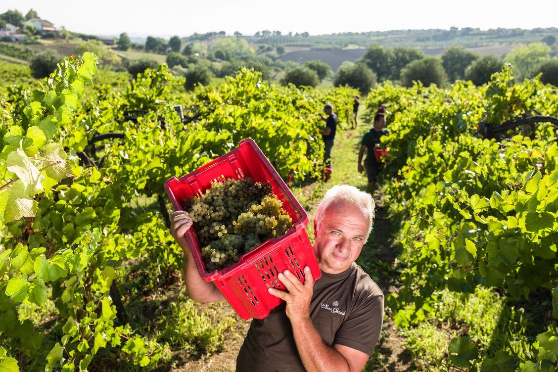 Franco D’Eusanio In vineyards Franco D’Eusanio In vineyards