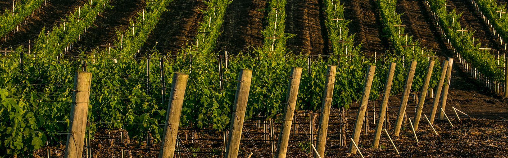 Rows of grape vines in Sandhi vineyard, with wooden stakes supporting the plants.