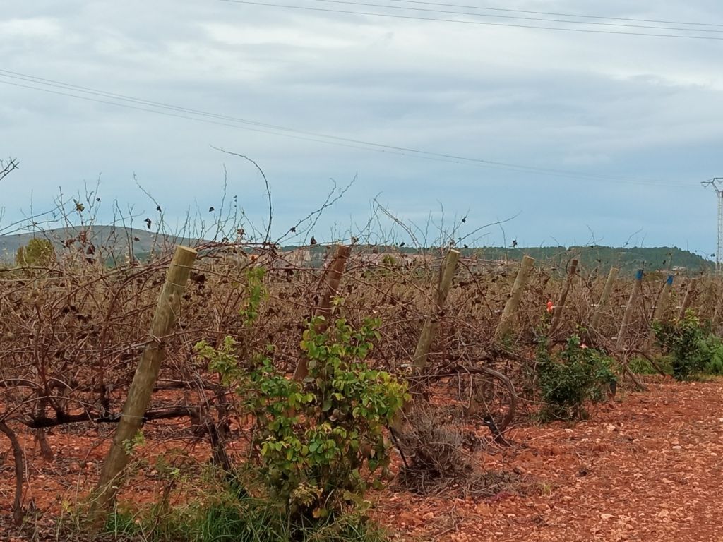 Vineyard rows with bare vines and brown soil, at Bodegas Enguera