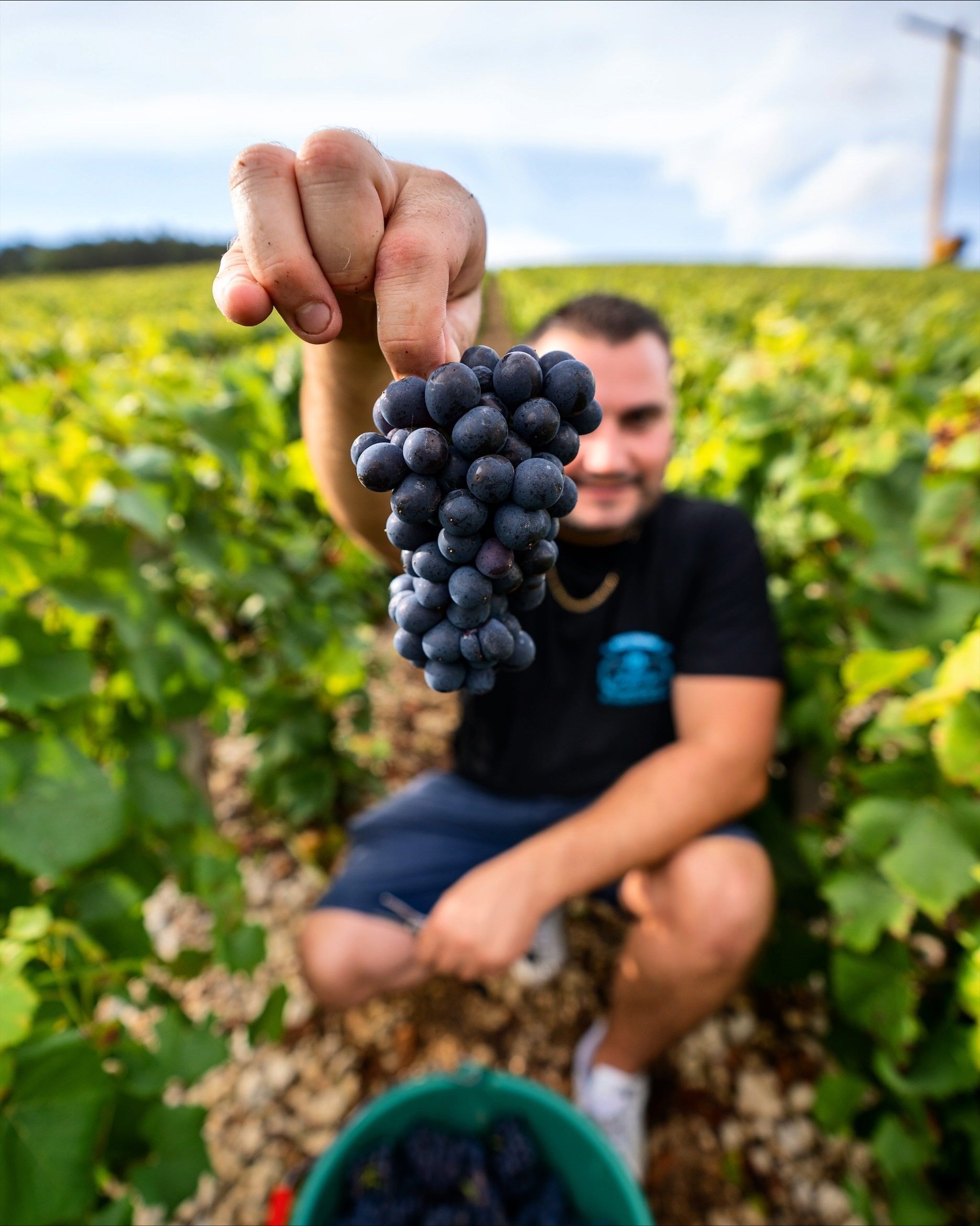 Winemaker of Champagne Joffrey holding a bunch of dark grapes in a vineyard.