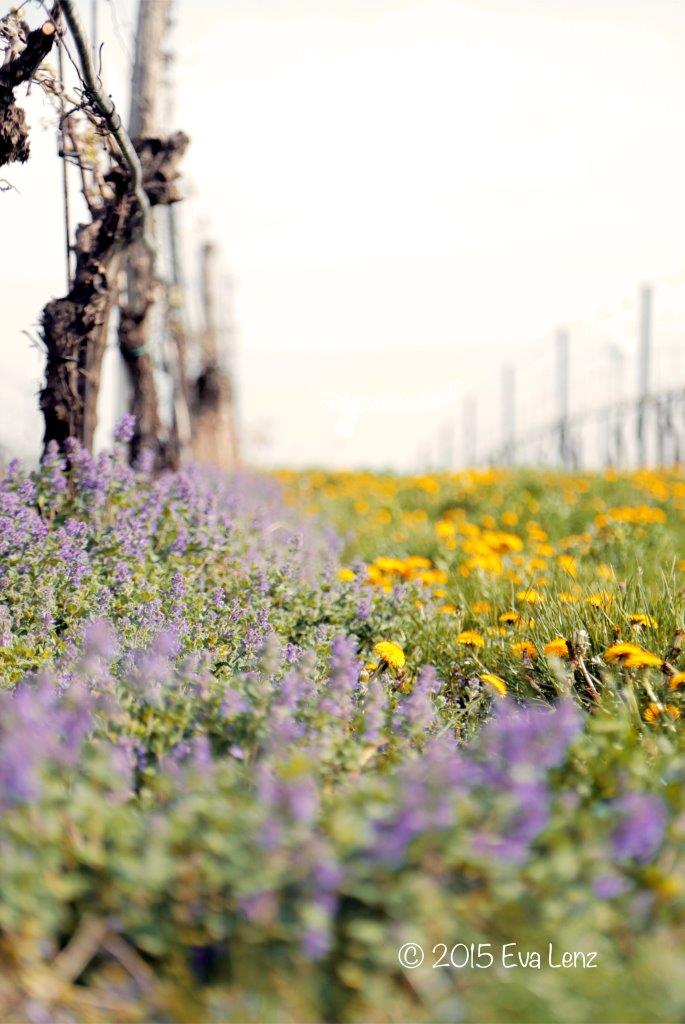 Flowering plants growing between vine rows in a vineyard at Zillinger.